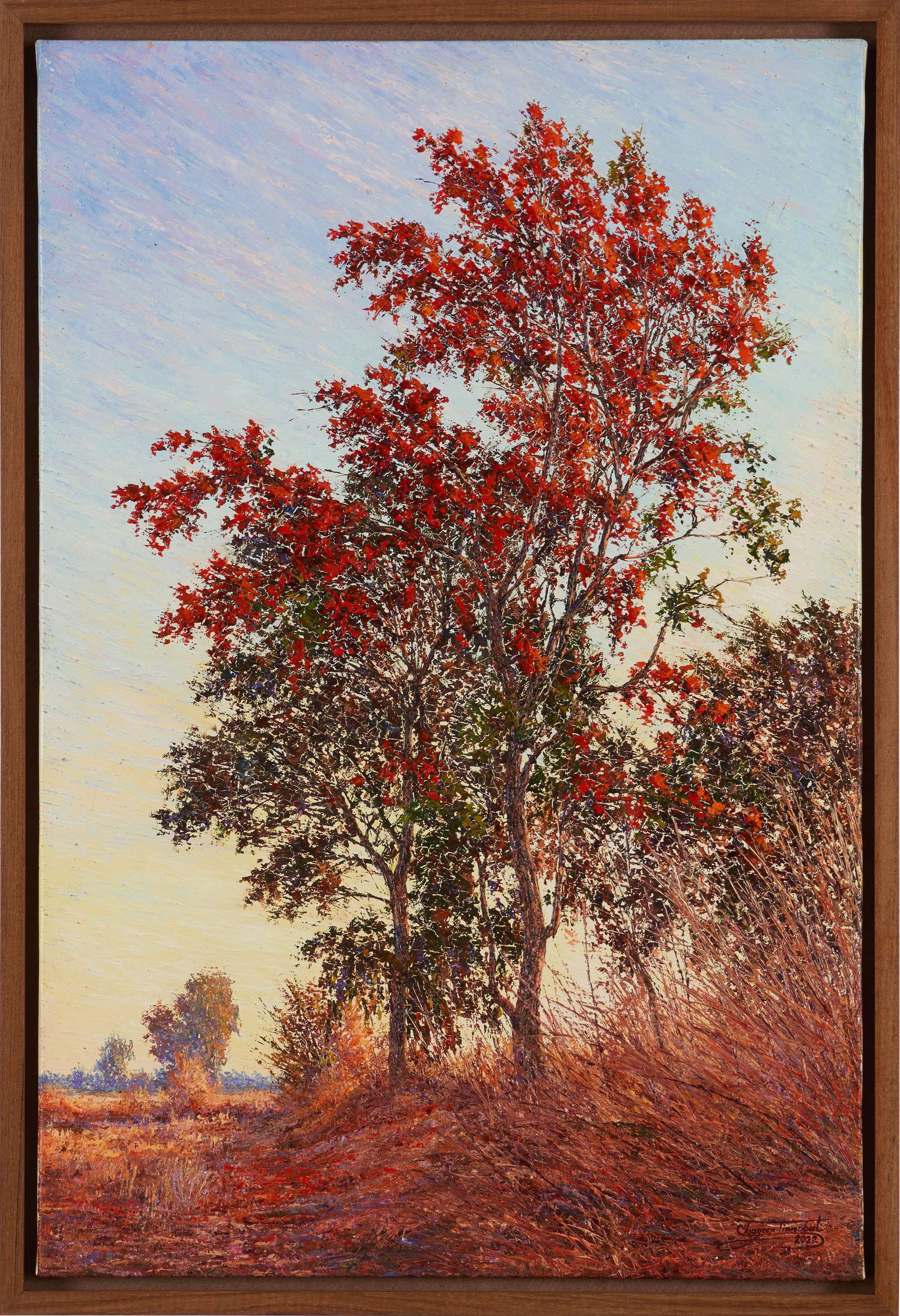 ดอกจานแดง